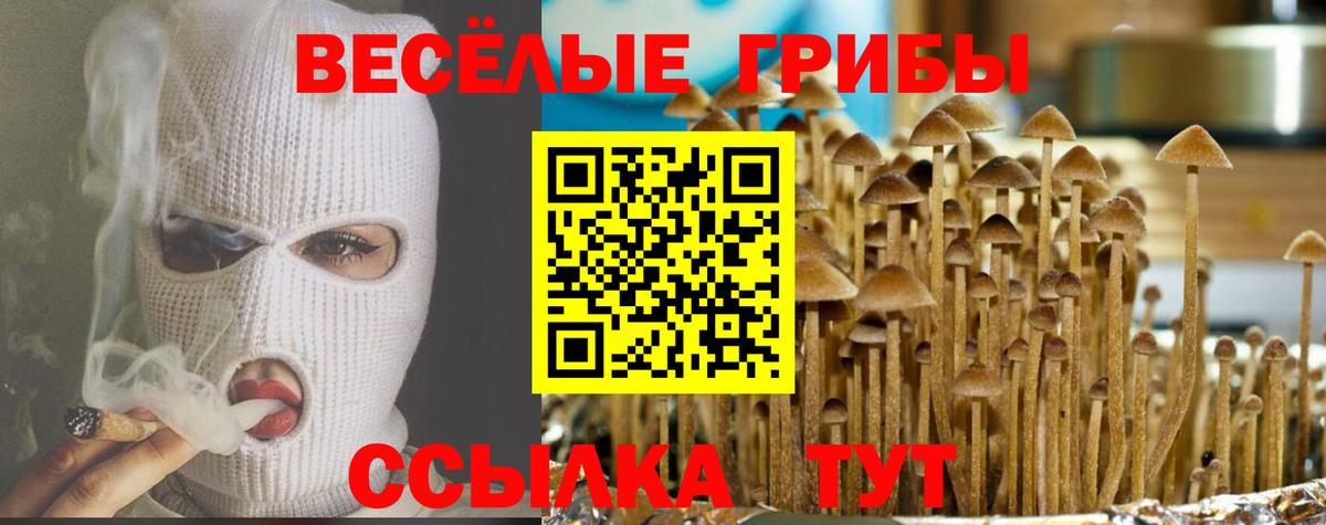 Псилоцибиновые грибы Cubensis Бердск