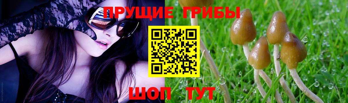 Бердск  Псилоцибиновые грибы прущие грибы  Вход с VPN 